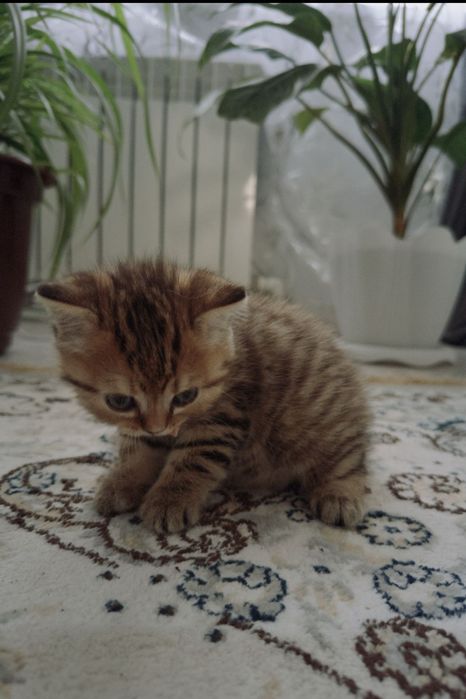 Котенка британский вислоухий