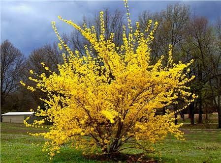 Ploaia de aur „Forsythia La Ghiveci