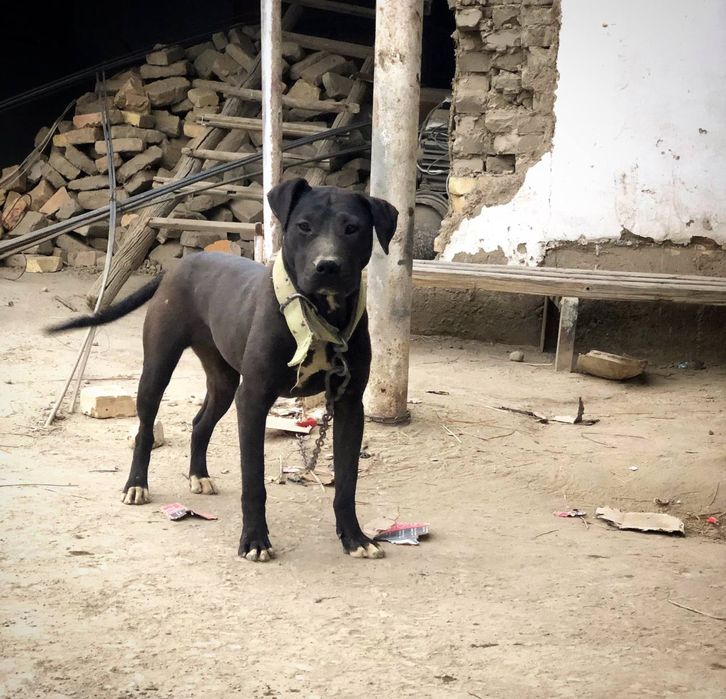 Radaslovni Pitt bull sotiladi