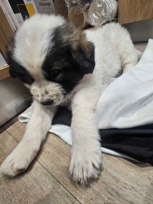 ADOPTIE gasit la benzinarie hanul pescarilor