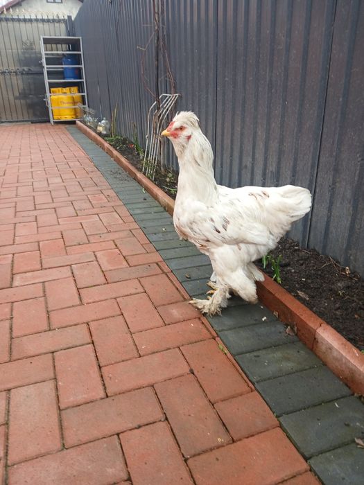 Vand cocoși tineri moțați