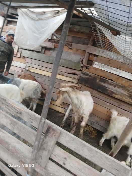 Vând 5 capre și un țap