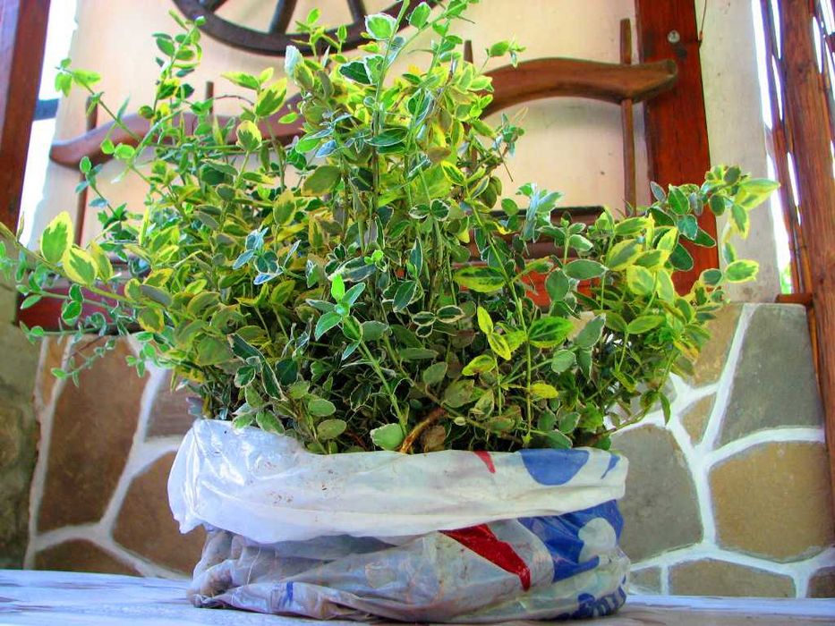 Радиканс - 3 вида вечнозелен жив плет (ПРОМО: 1,10 лв.–0,80 лв.)