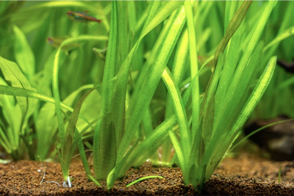 Аквариумная трава валлиснерия роголистник криптокарина