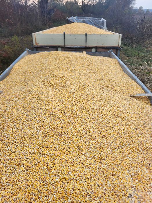 Vand   porumb boabe productie 2025