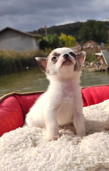 Чихуахуа, мини чихуа