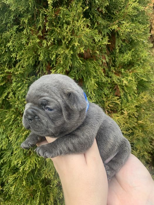Френски Булдог French Bulldog Blue и Blue Merlle