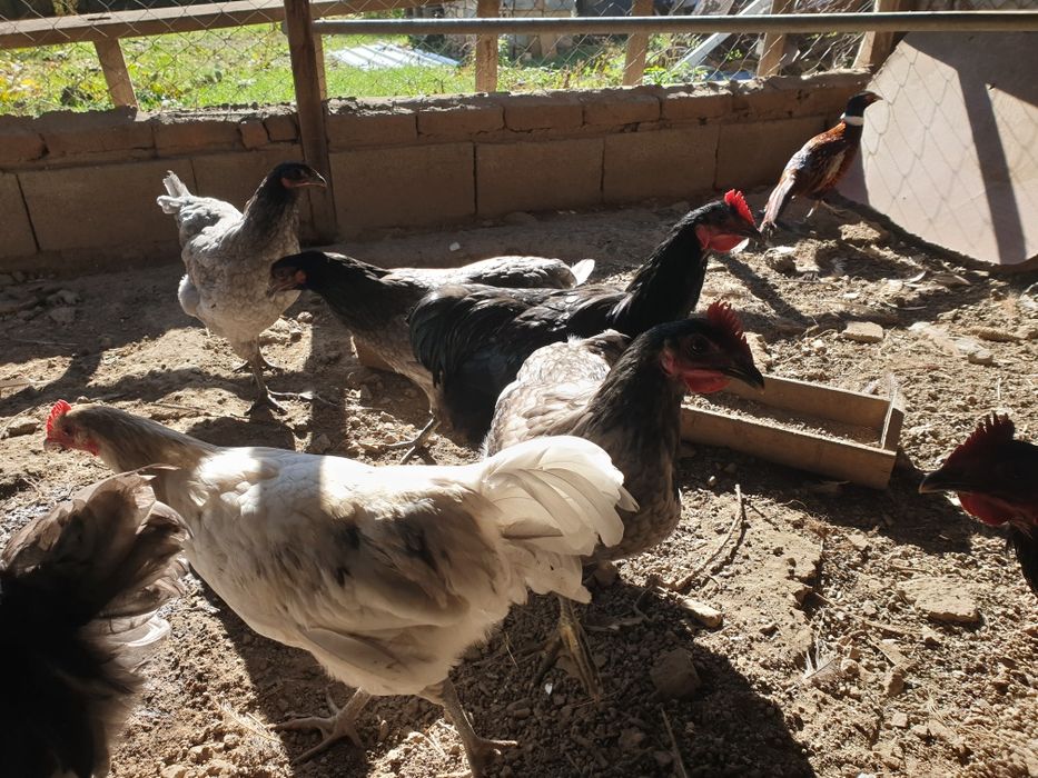 пилета порода Астролоп