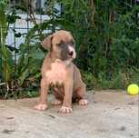 Femela amstaff blue