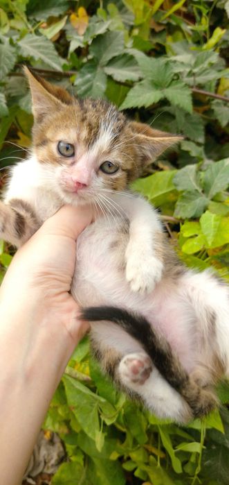 Отдам в добрые руки котят