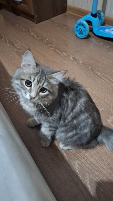 Отдам котёнка Даром