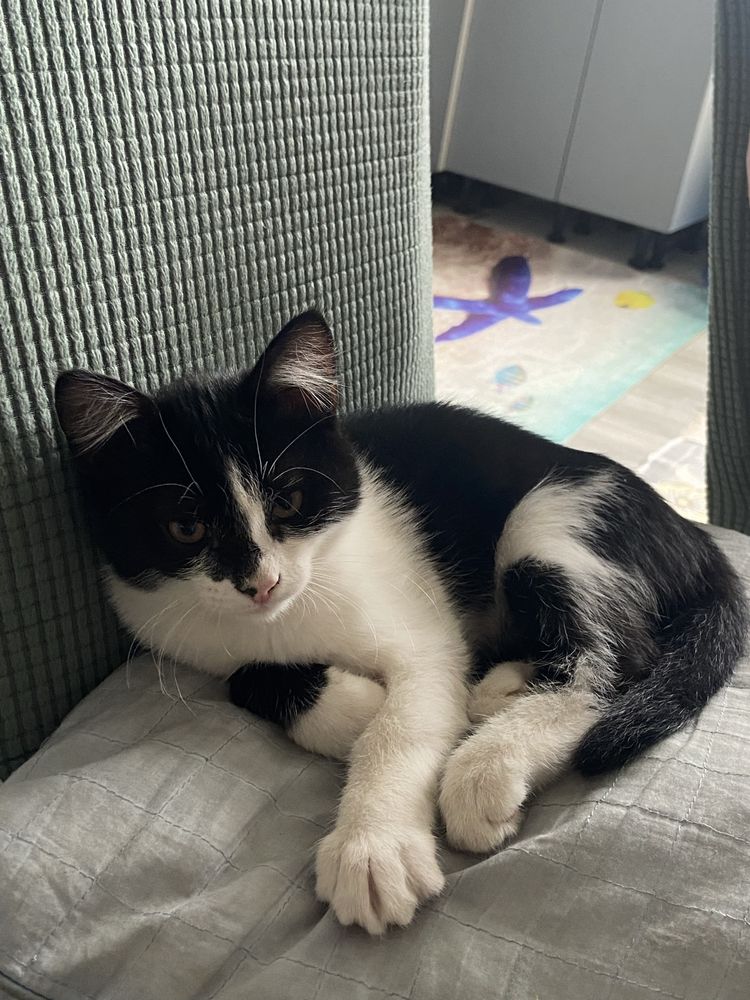 Котенок девочка
