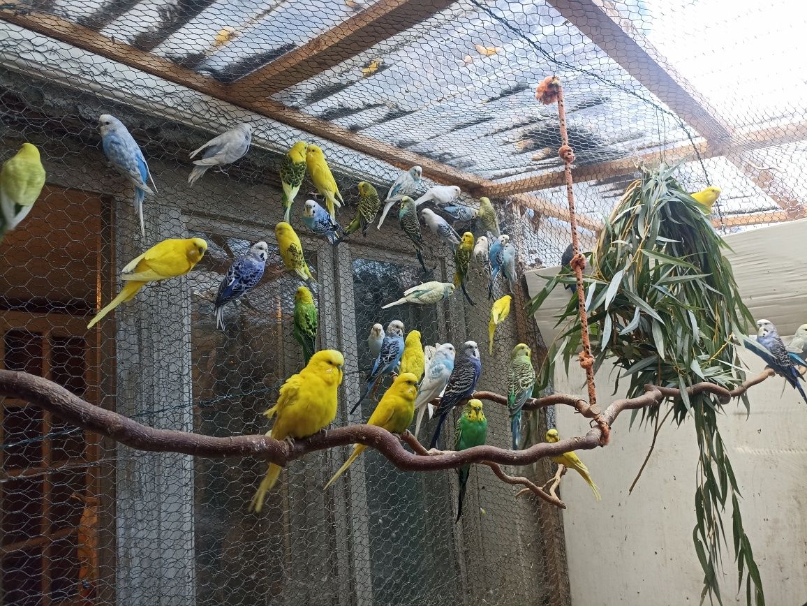 Vând Papagali Perusi