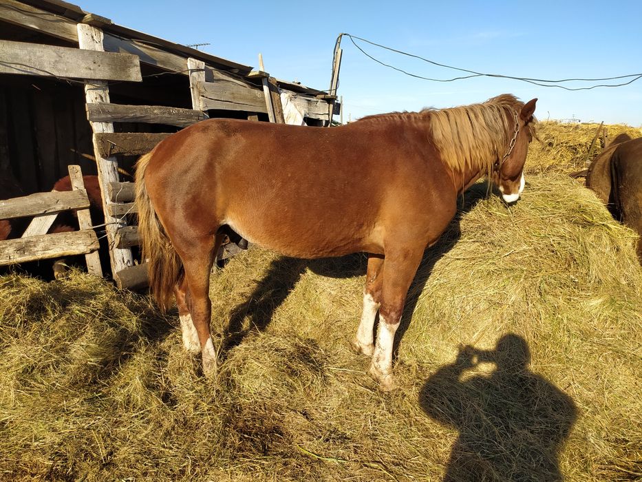 Продается жеребець обученый