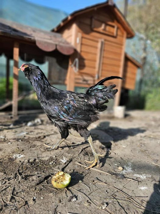 Cocoși Ameraucana (de rasă, găinile fac ouă verzi)