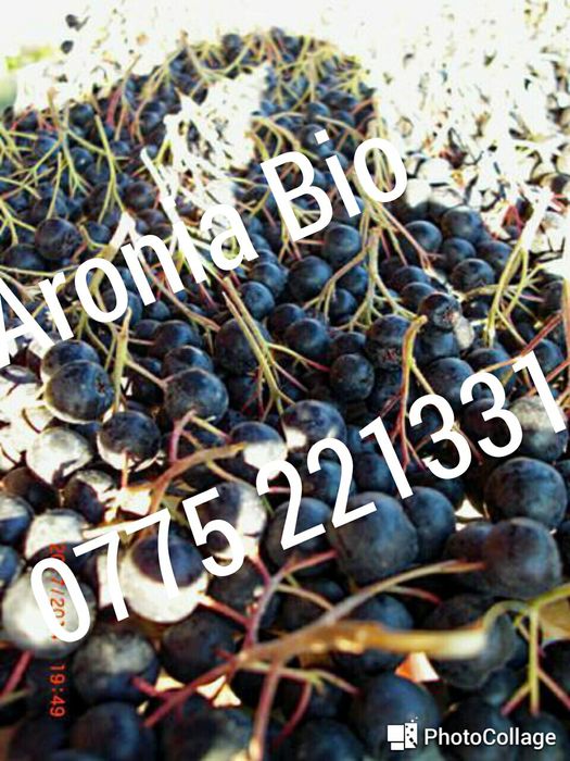 Aronia Melanocarpa Nero vand plante anul 2, maxima vitamina C naturala