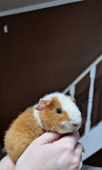 Морская свинка тедди