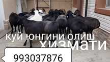 Куй юнгини олиш хизмати