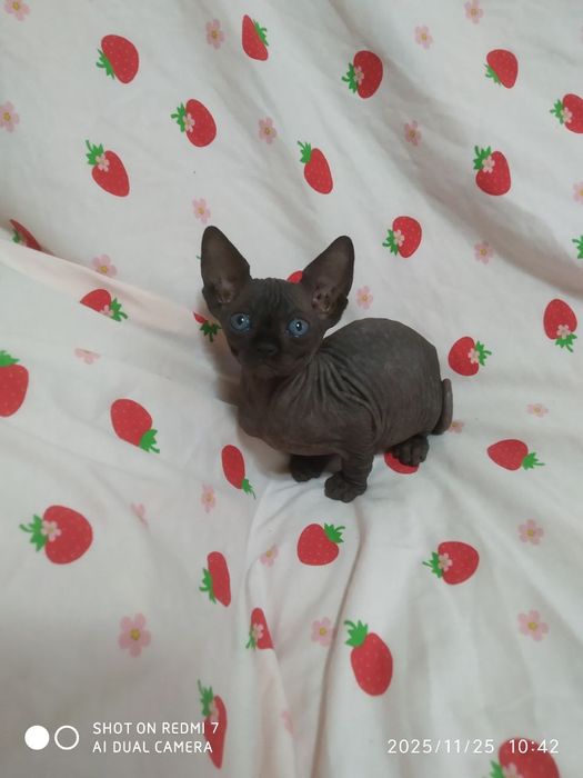 Канадский сфинкс бронирование