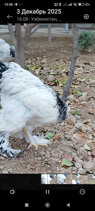 Светлий брама товуқлари.