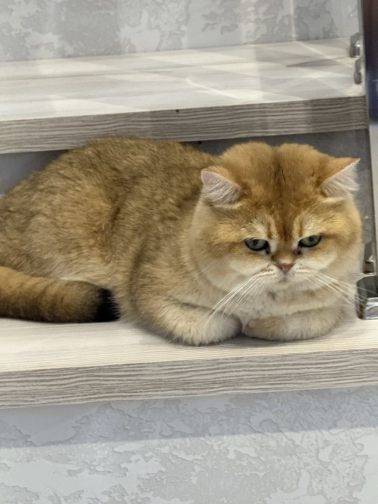 Кот на вязку привазной кот