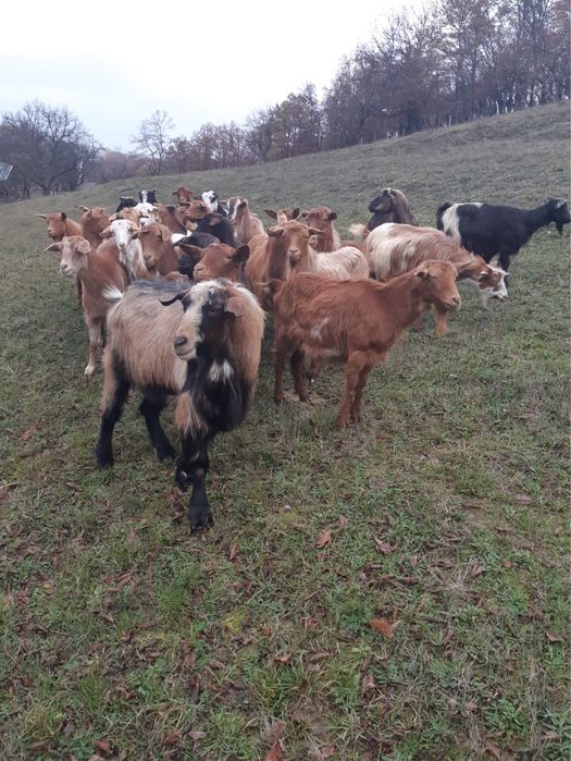 Vand 25 capre si țap