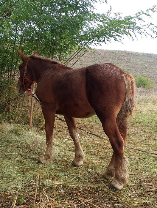 Vând/schimb cu animale,auto etc