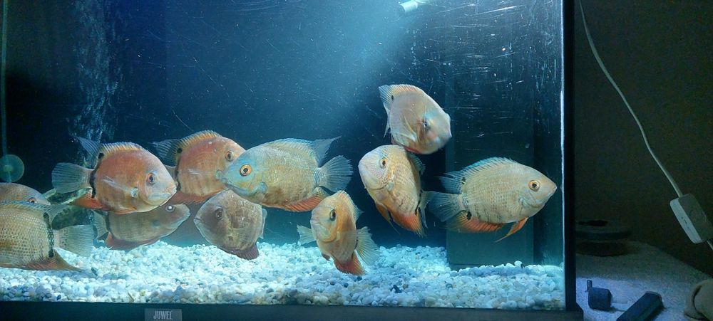 Ciclide americane severum