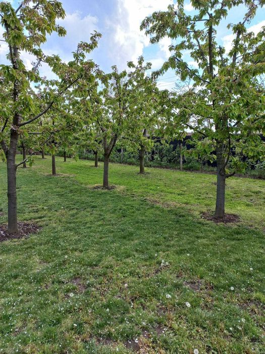 Toaletare pomi fructiferi