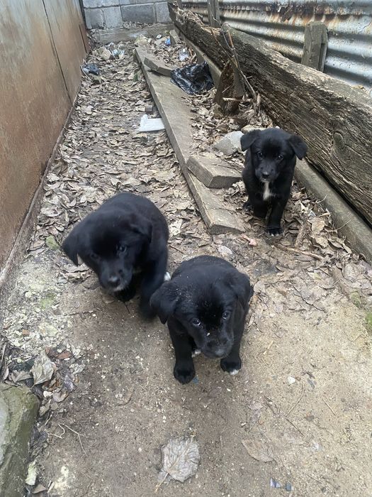 Отдам в хорошие добрые руки