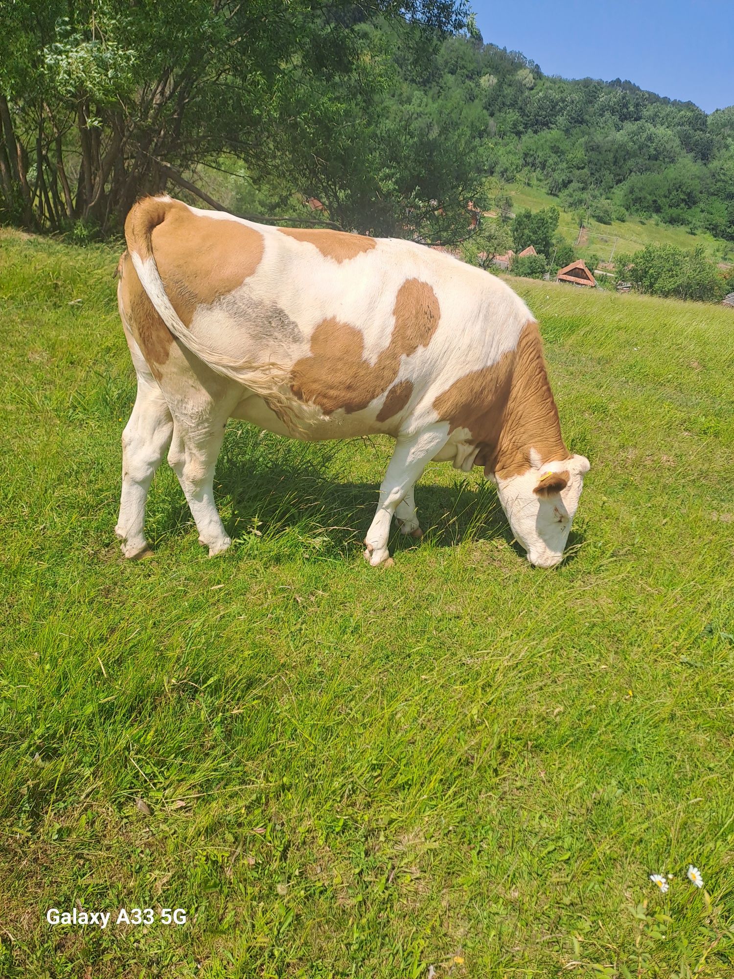 Vând juninca bună de ținut și gestantă