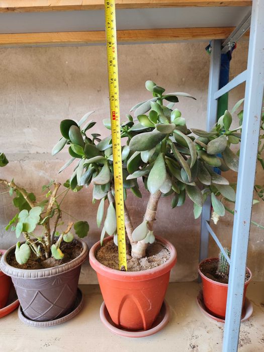 Цветок Молочай трёхгранный продаётся