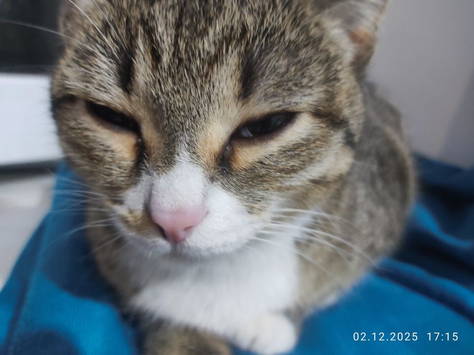 Кошка бесплатно очень ласкова