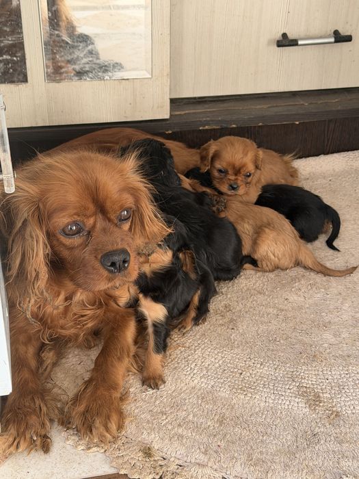 Кавалер кинг чарльз спаниель