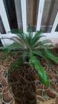 Растения Cycas revoluta