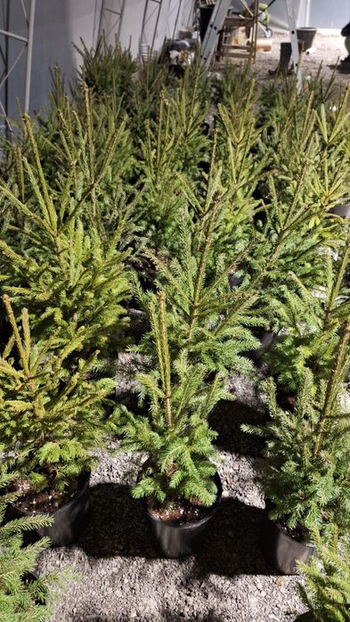 Коледна елха - истинска!