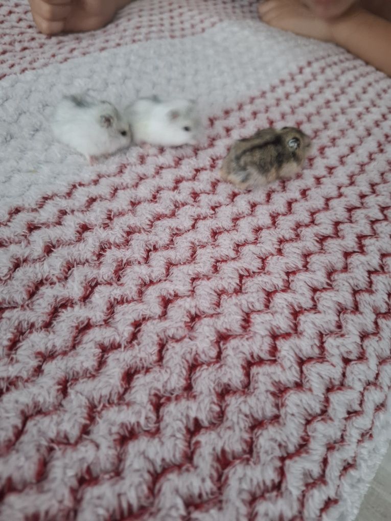 Vand  pui hamsteri