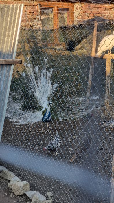 Vând Păuni diferite culori