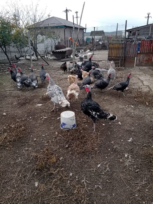 Vând păsări și iepuri