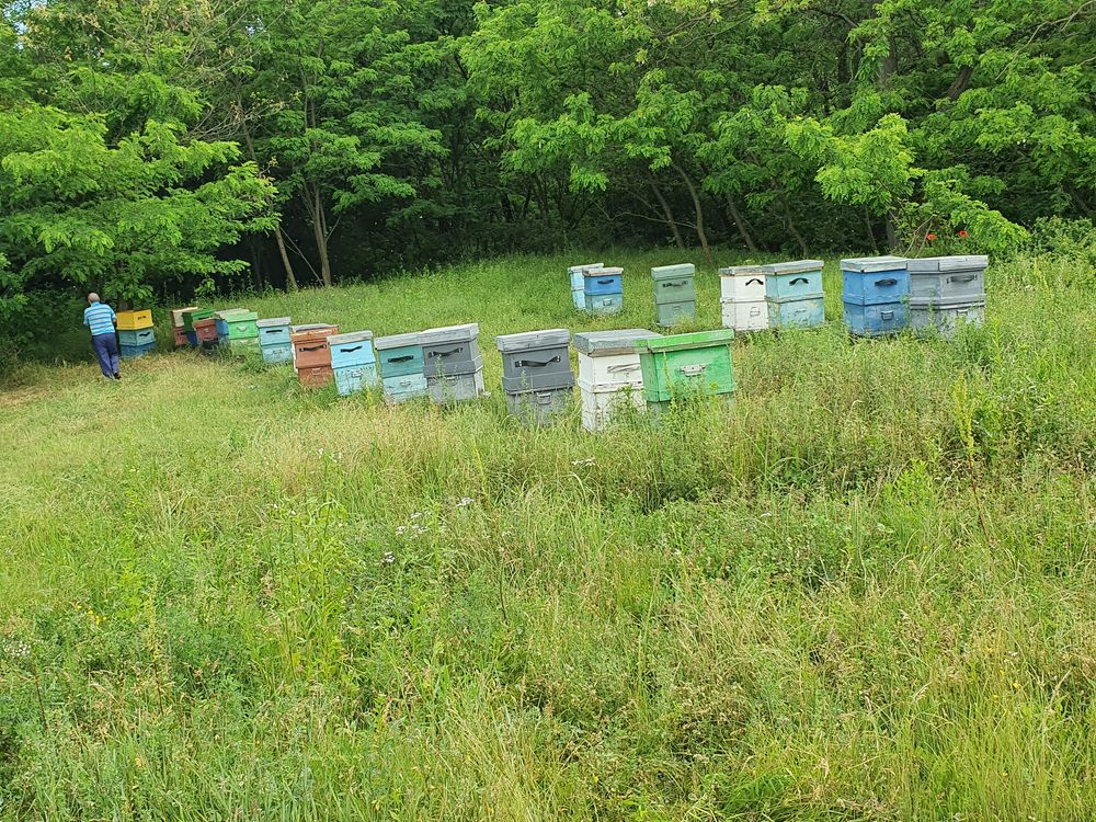 Vand roiuri de albine pe 5 rame in luna aprilie
