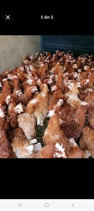 Vindem pui de carne pui rasă mixtă rate gaini albe și gaini roși .