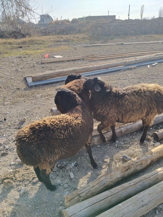 Үш бас қошқар сатылады