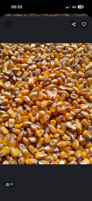 Porumb boabe  productie 2025