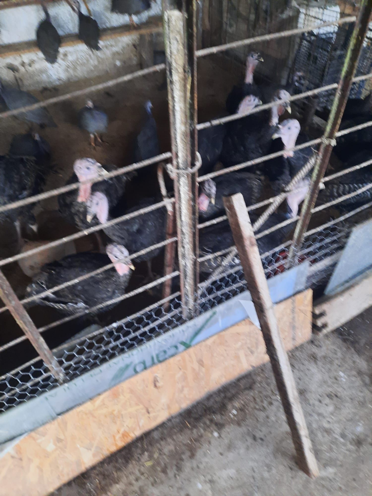 Vand curcani si curci de carne