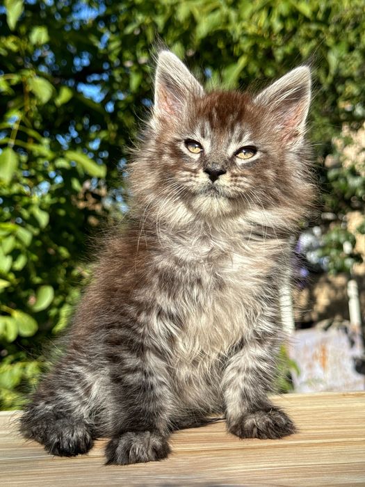 Мейн Куун Maine coon предлага котенца шоу-клас