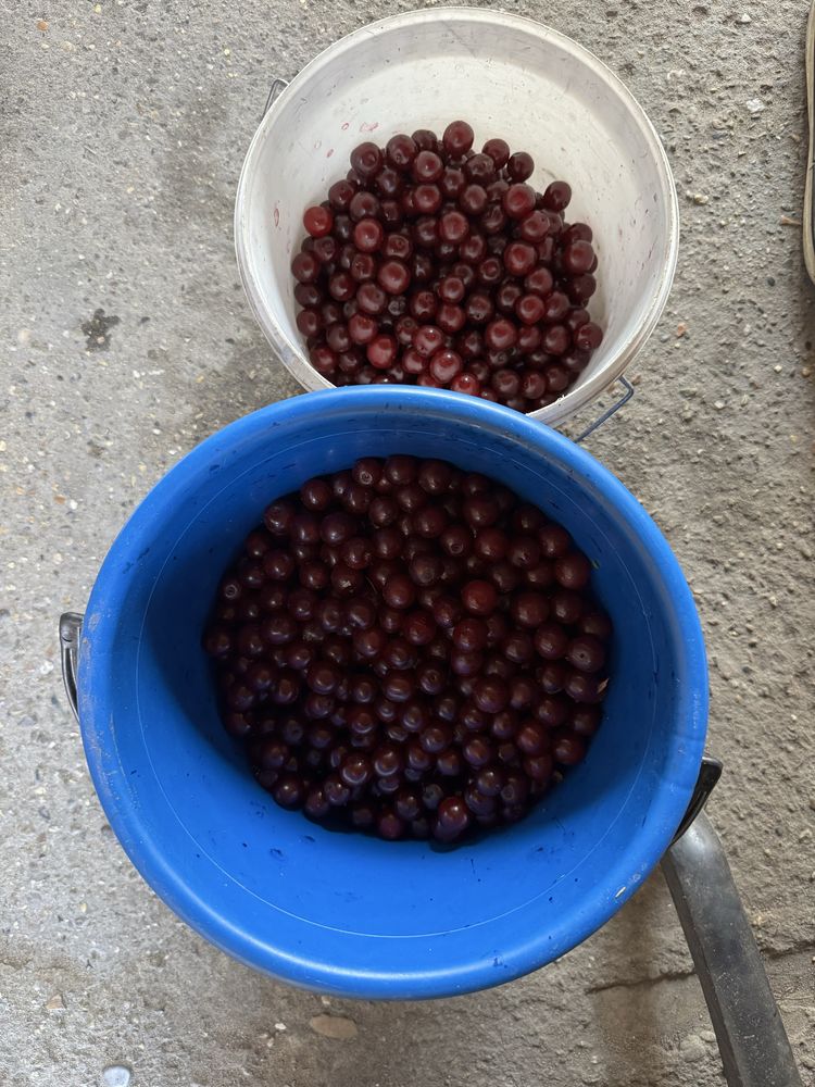 продам замороженную вишню