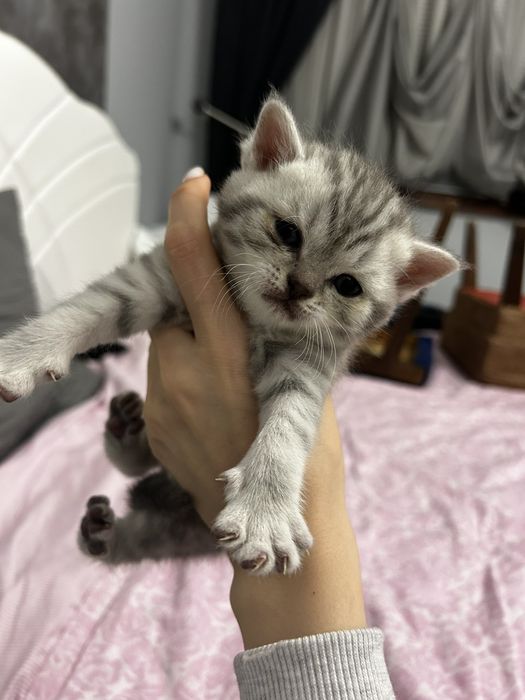 Британска късокосместа