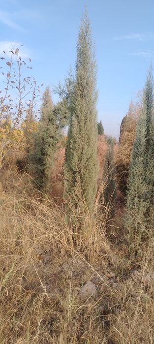 Маржавинка и галубой кепарист