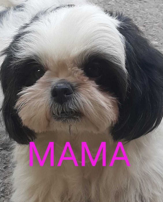 Скоро в продаже щенки Ши-тцу