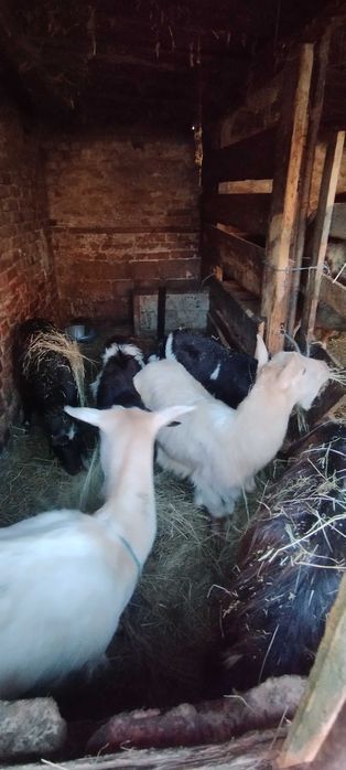 Vând capre sanen și alpine